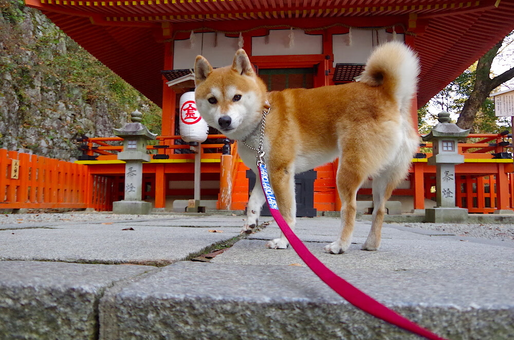 NBA联盟市场营销数字化转型策略，nba营销方案