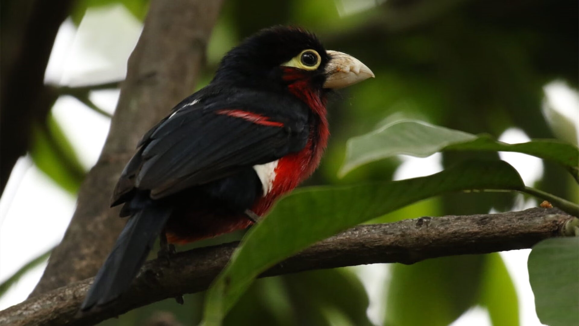 中国足球俱乐部治理结构与财务公开制度建设，足球俱乐部管理架构