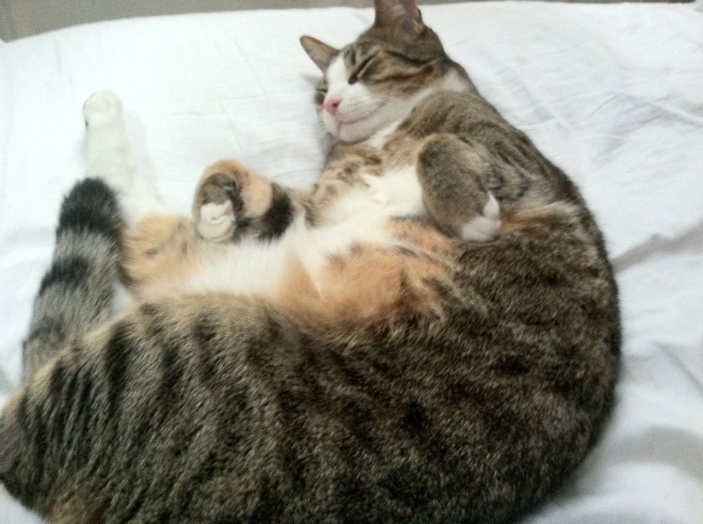 为什么险资集中买入高股息股票？揭秘内幕，险资多的股票好不好