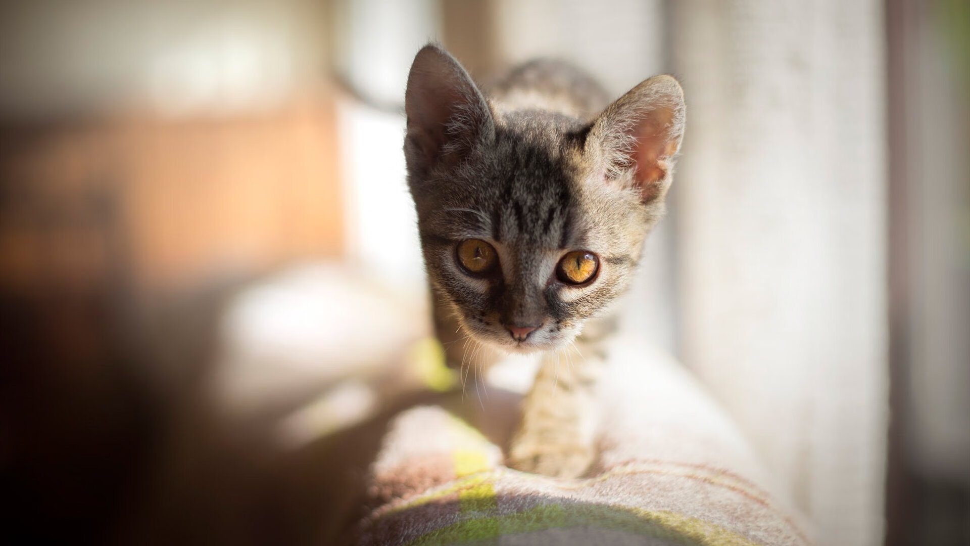 军训献血得假说引担忧 校方回应:自愿为本,军训抽血