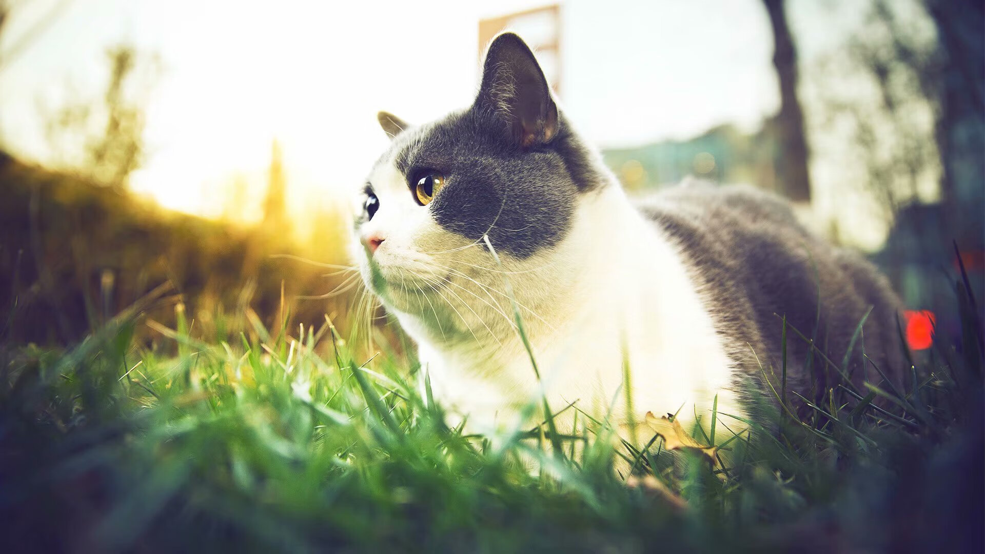 加拿大七人制橄榄球队伍防守坚固稳如磐石，加拿大大学橄榄球